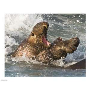  Elephant Seals Fighting 10.00 x 8.00 Poster Print