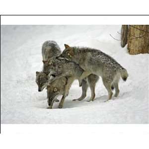  European Wolf   3 young animals play fighting in snow 