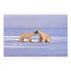 Polar Bear Courting   Poster (36x24)