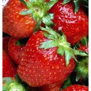  Alice Strawberry Midseason Bearing 30 Plant Seeds Patio 