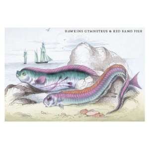  Hawkins Gymnetrus and Red Band Fish 12x18 Giclee on canvas 