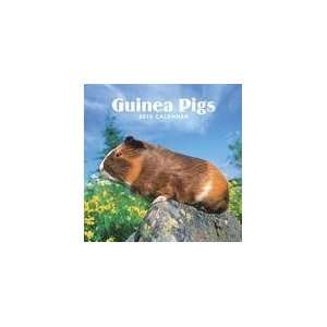  Guinea Pigs 2010 Wall Calendar: Office Products