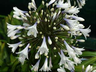 Agapanthus Enigma bicolour flowers garden plant  