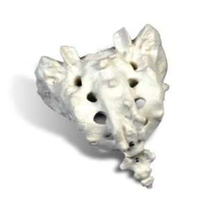  Sacrum and Coccyx 3D Model
