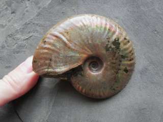 Triassic Fossil Ammonite Plate THIS ONES IS YOURS   