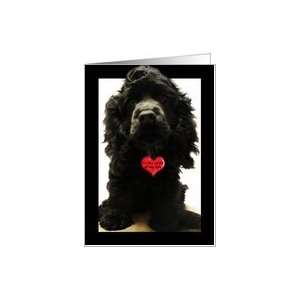  To the Love of My Life Birthday Card   Cocker Spaniel Card 