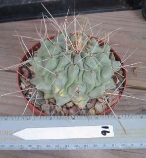 Thelocactus rinconensis Large Blue Tubercle Cactus 16  