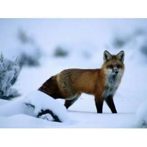  Red Fox (Vulpes Vulpes) National Geographic Collection 