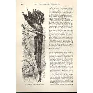   : Superb Plume Bird 1862 WoodS Natural History Birds: Home & Kitchen