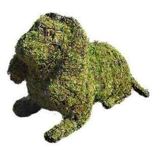   : Cavalier King Charles Spaniel Mossed Topiary Frame: Home & Kitchen