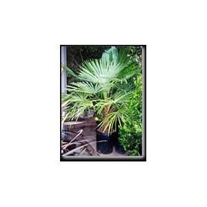  Windmill Palm Five Gallon by Monrovia Growers