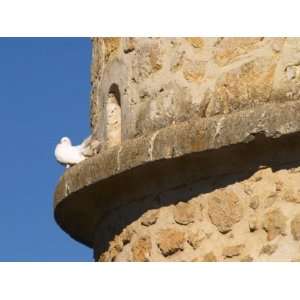  White Dove on Ledge of Old Stone Dovecote, Chateau Carignan 