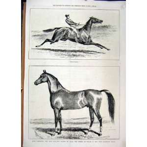   1878 Horse Bolted Jung Bahadoor Arab Stallion Prince