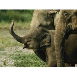  A Baby Asian Elephant and Adult Members of its Group 