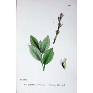  Botany Plants C1902 Tea Leaved Sallow Salix Colour