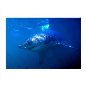  Ocean Patrol Great White Shark by Glover Charles. Size 17 