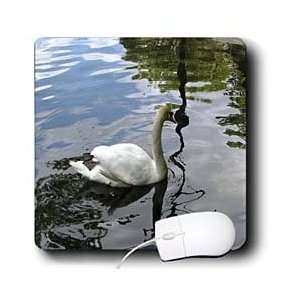   Beverly Turner Photography   White Swan Swim   Mouse Pads Electronics