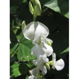  Hyacinth Asia White Bean Seeds: Home & Kitchen