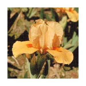    Iris   German Bearded   Dwarf   Orange Tiger Patio, Lawn & Garden