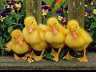 10 new PERSONALIZED baby ducks all in a row note cards  