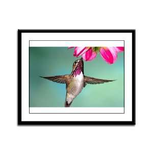   Framed Panel Print Male Calliope Hummingbird: Everything Else