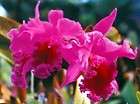 Cattleya Blooming size Orchid plants Rare  