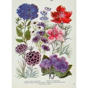   Fine Art Old Print Flower Plant C1964 Verbena Dianhus