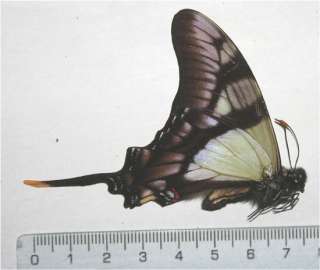 Eurytides serville unmounted butterfly A1 of Peru 080  