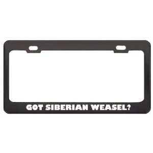 Got Siberian Weasel? Animals Pets Black Metal License Plate Frame 