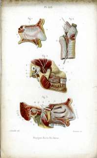 Antique Print MEDICAL EAR LARYNX MOUTH NERVE Masse 1843  