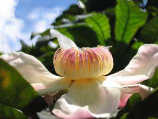 name for the heaven lotus tree is derived from its amazing lotus like 