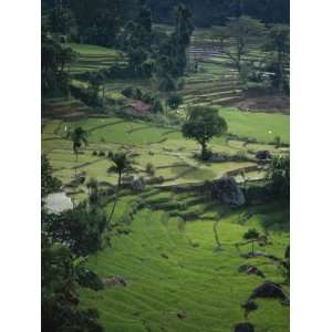 Rice Plantation, Terraced Fields, in Hills Near Hangnuanketa, Kandy 
