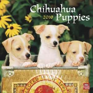  Chihuahua Puppies 2010 Square 12 x 12 Wall Calendar 