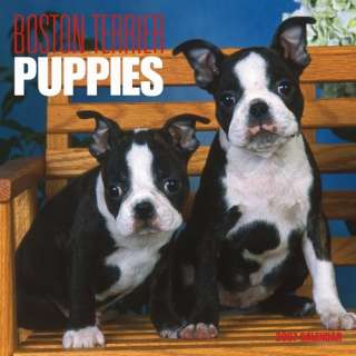 Boston Terrier Puppies 2007 Calendar (Multilingual Edition)