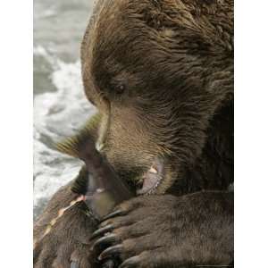 Close up of an Alaskan Brown Bear Eating a Salmon in a River (Ursus 