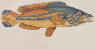 1865 CROMOLITOGRAFIA COUCH PESCI ITTIOLOGIA FISH COOK  