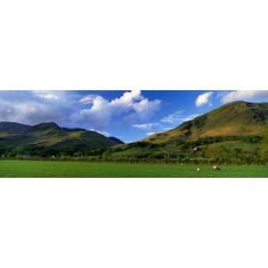  Two Sheep Grazing in Field, High Snockrigg, Buttermere 
