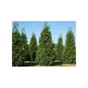  10 Thuja Green Giant Arborvitae 8 12 tall trees Patio 