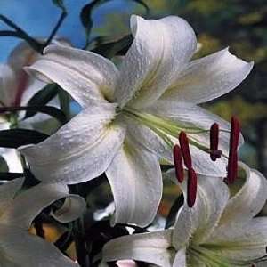  Casa Blanca Oriental Lily   2 Bulbs Dazzling White 