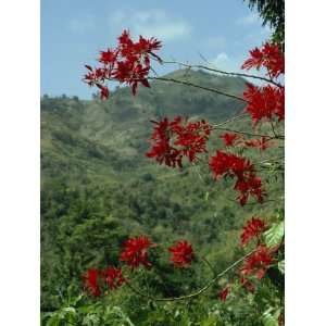  Landscape, Trinidad, West Indies, Caribbean, Central 
