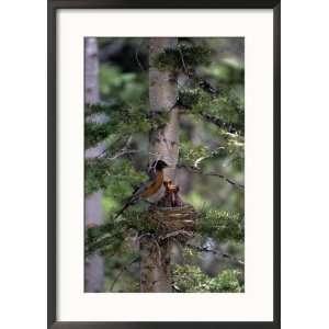 American Robin, Turdus Migratorious, Feeding Young Framed 