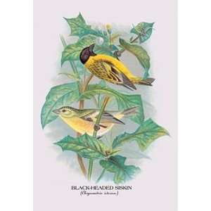  Black Headed Siskin   Paper Poster (18.75 x 28.5)