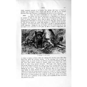  NATURAL HISTORY 1894 WILD SWINE PIG BERKSHIRE ANIMALS 