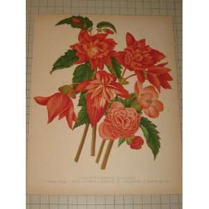    1880 Color Lithograph of Double Flowered Begonias 