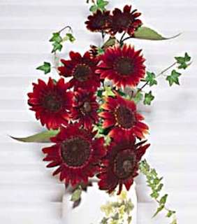 Chianti Sunflower 25 Seeds   Deep Red  