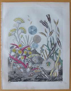 Buch d. Welt Microscopy   e530   1861  
