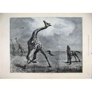  1884 Giraffe Man Shooting Horse Antique Fine Art: Home 