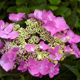 Lets Dance Starlight PPAF Hydrangea Bush   REBLOOMING   Proven 