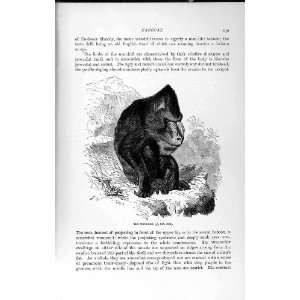    NATURAL HISTORY 1893 94 BABOON MANDRILL WILD ANIMAL