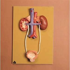Somso(r) Human Urinary System Model  Industrial 